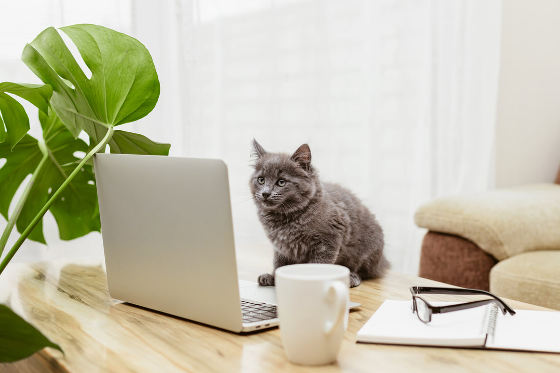 A cat, a kitten sits in front of a laptop and looks at the screen. Remote work, training.